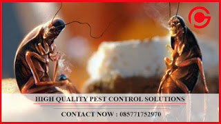 Hubungi : 085771752970 Jasa Pembasmi Kecoa di Bekasi G - Pest Control