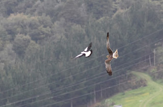 Hawk vs. Magpie