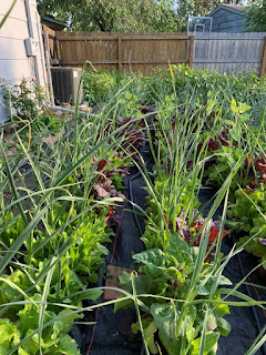 Rows of chest high garlic with green and purple lettuce and orach growing in tandem