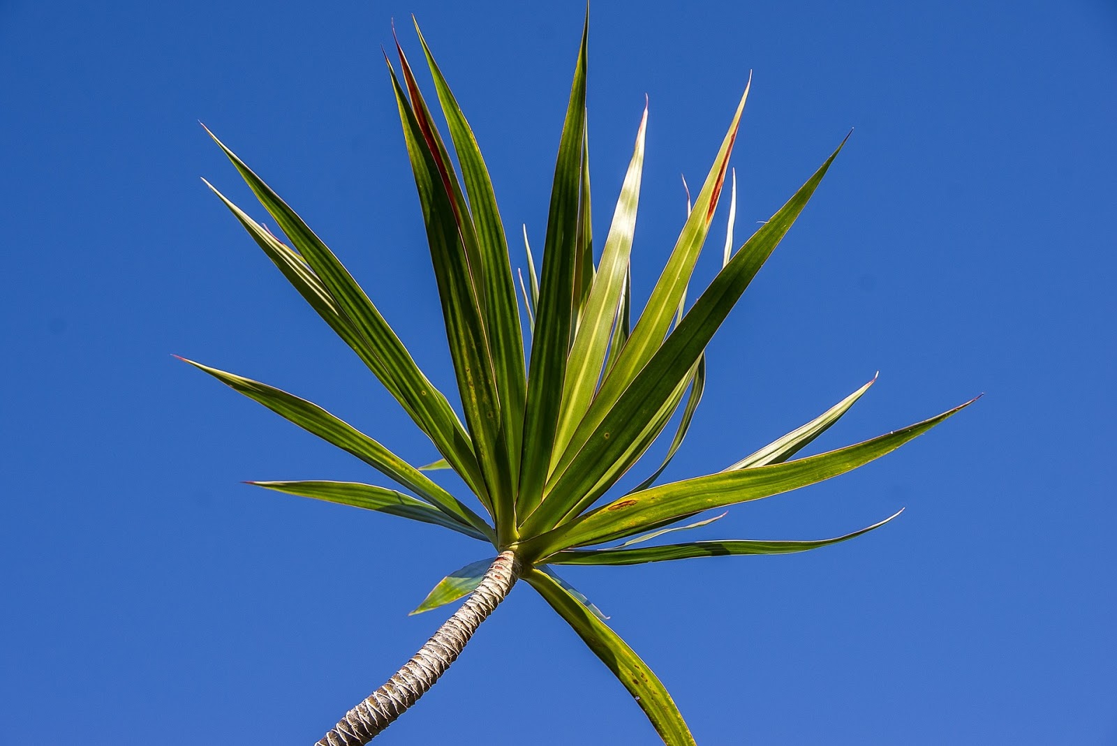 Picture of Red Edged Dracena Plant