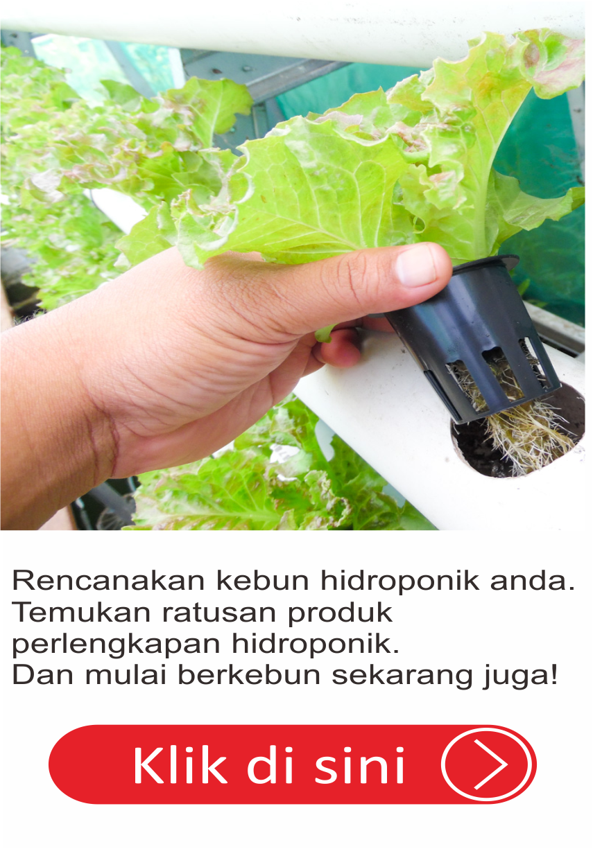 Hidrafarm Membuat  Rak Hidroponik  Sendiri di Rumah