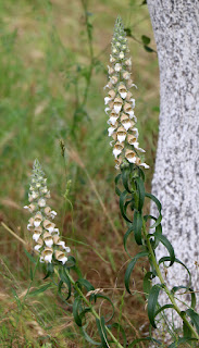 White orchids