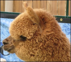Alpaca face 2