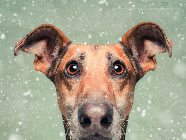 Adoráveis e Expressivas fotos de cachorros pro Elke Vogelsang