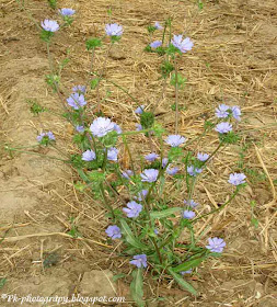 Chicory Plant