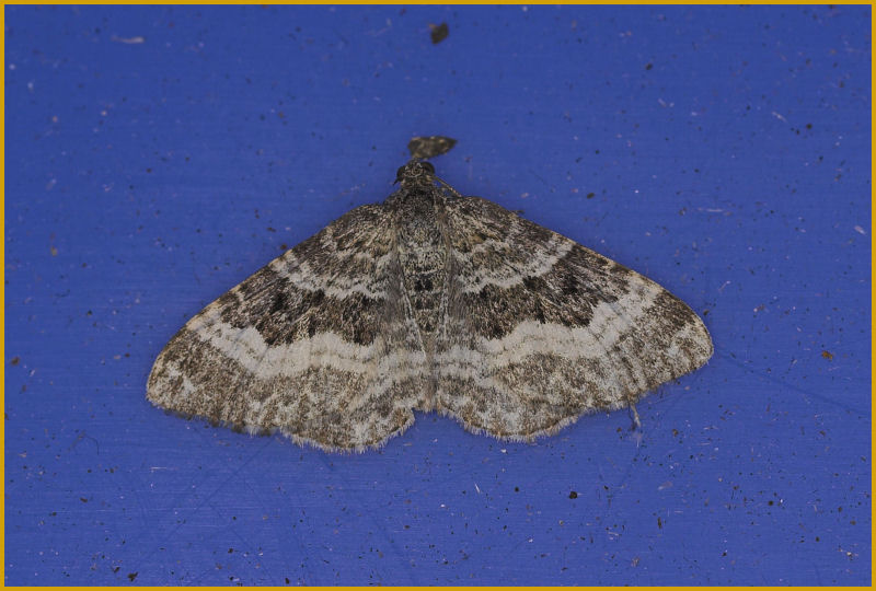 common carpet moth. common carpet moth.