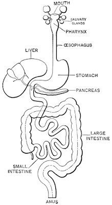 Diagram of digestive system | Simple digestive system diagram | Digestive system easy