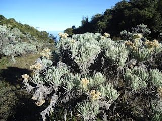 Gambar bunga edelweis