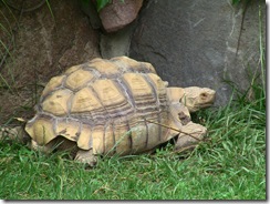 2010-06-ZooTortoise