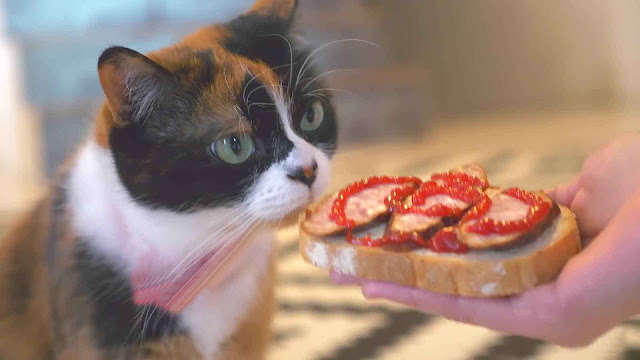 What meats and foods can cats not eat?