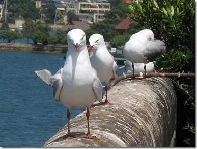 Cockatoo Janes 053