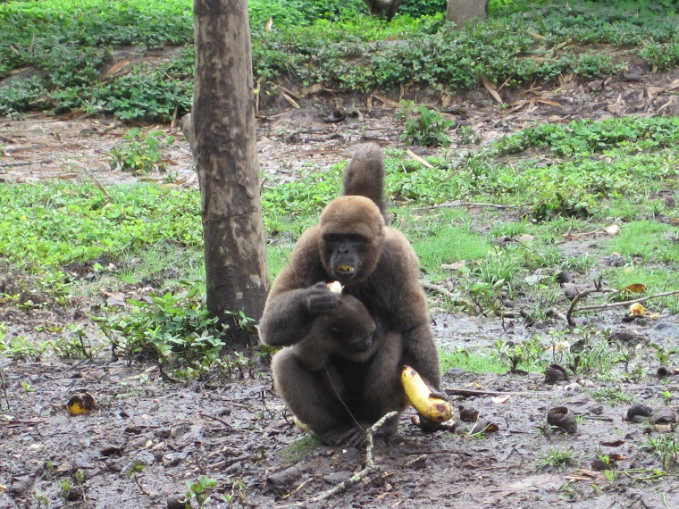 Wooly monkey, Ecuador (July '11)