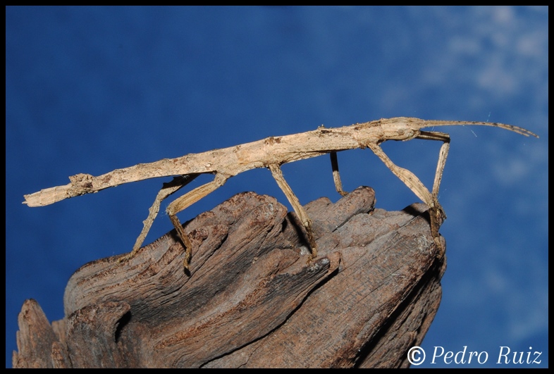 Ninfa hembra  L4 de Hypocyrtus scythrus, 5 cm de longitud