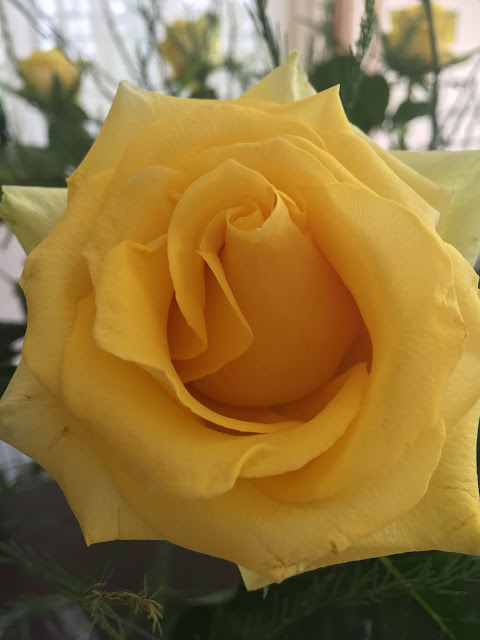 yellow rose