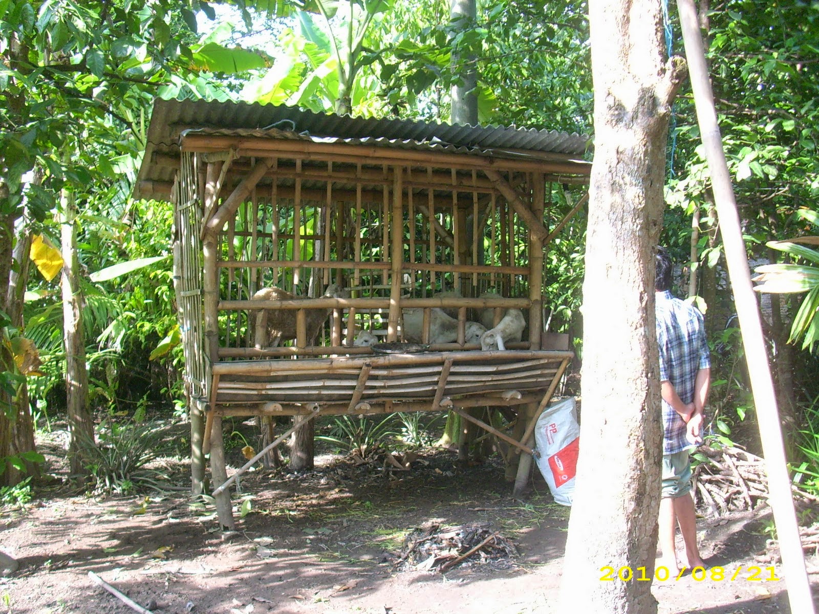  Kandang  Kambing Bambu  My Kandang 