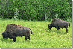Today's bison