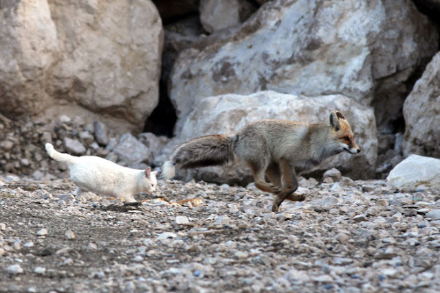 Cat and fox become best friends, van cat, fox pictures, cat and fox