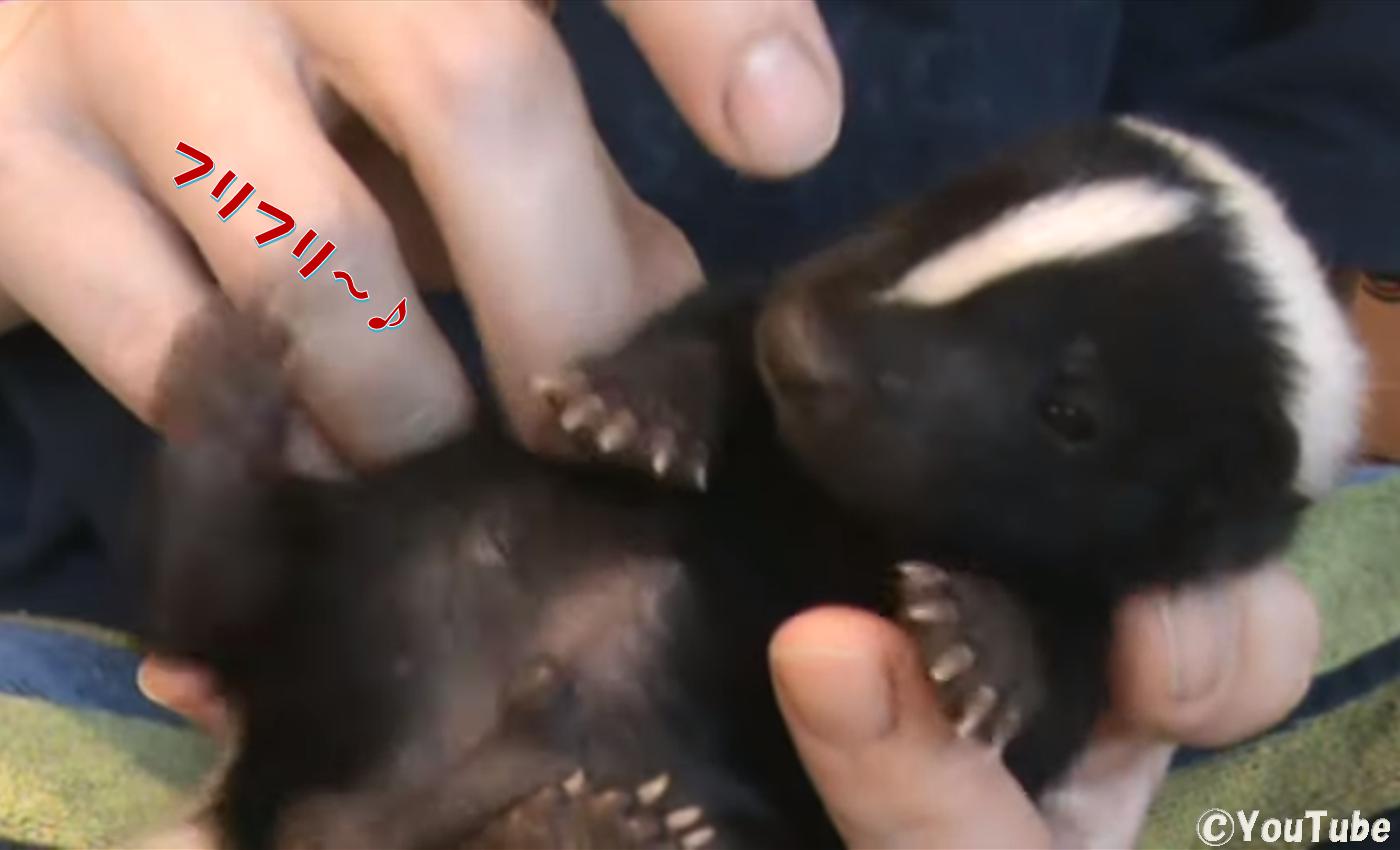 ナデナデされて後足をフリフリするスカンクの赤ちゃん プレデターtv 肉食獣動画