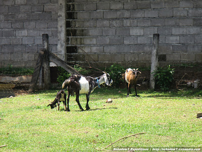 camiguin,ostrich,farm,philippine travel,philippine mapping,schadow1 expeditions,backpacking