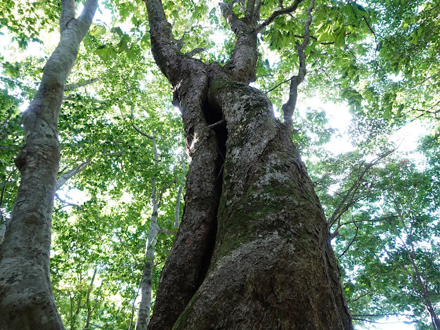 烏ヶ山登山道