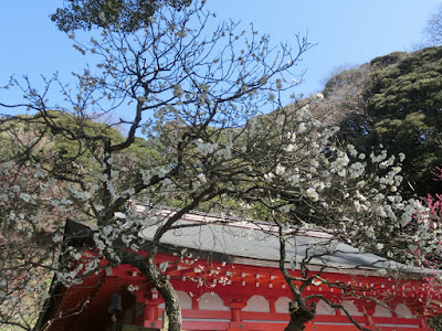  荏柄天神社古代青軸