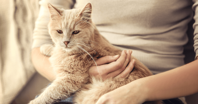 le-chat-ressent-il-la-tristesse-de-son-maitre