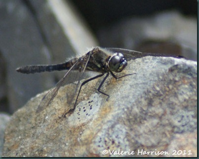 31-black-darter