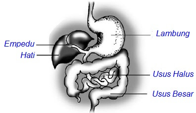 Gambar Lambung