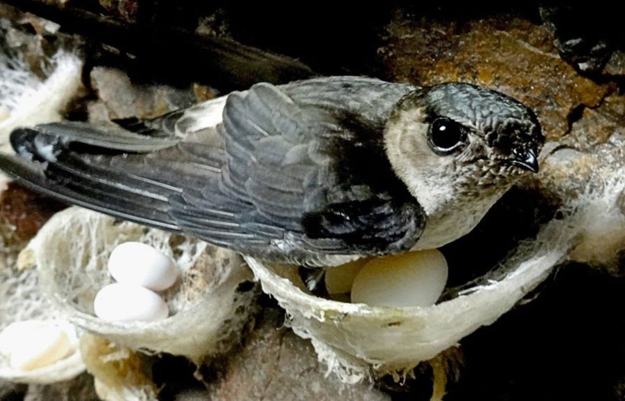 Cara Membuat Gambar Burung Di Plafon 