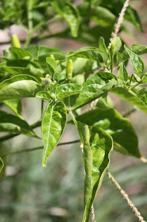 Closeup of a pepper plant branch. Several leaves hang down, with a few small elongated peppers and small whitish flowers raised above the leaves.
