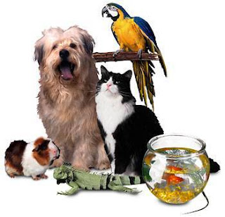 Knowing Types of Pets Which Are Suitable For You