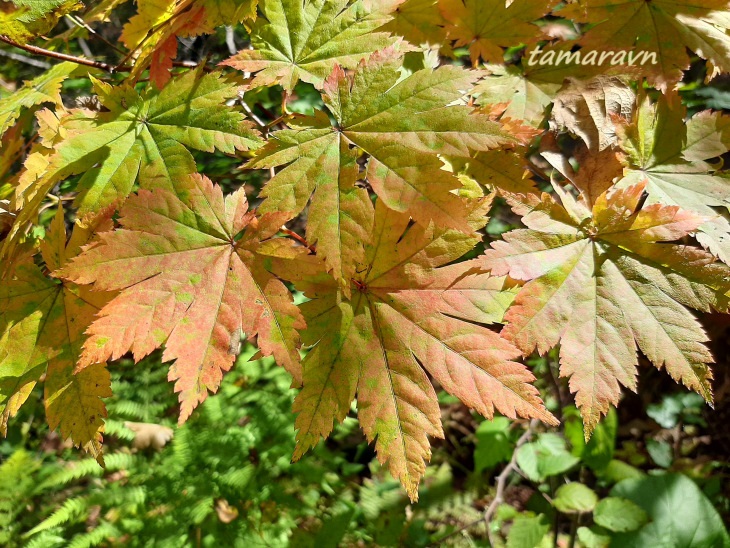 Клён ложнозибольдов (Acer pseudosieboldianum)