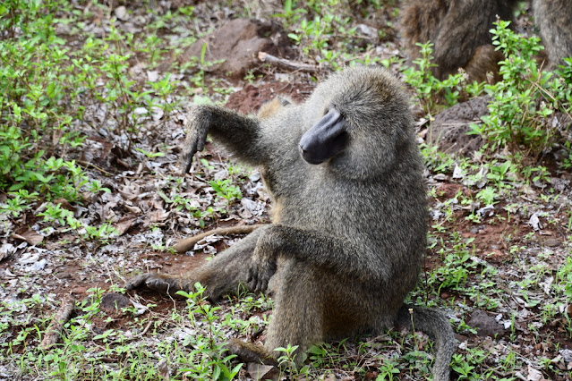 Lake Manyara