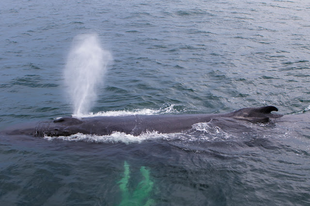 Gloucester-Whale watching