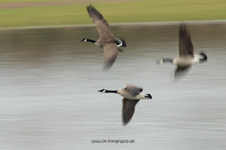 Naturfotografie Wildlifefotografie Lippeaue Olaf Kerber