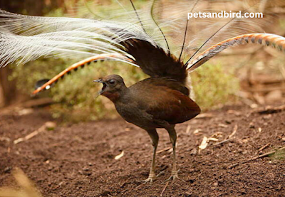 Lyrebirds transform into graceful dancers