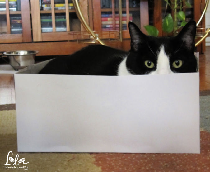 Cat Friendly Home black cat in a box