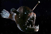 Angler Fish