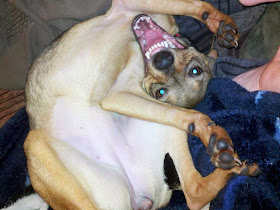 Cute dogs - part 3 (50 pics), dog strike a funny pose