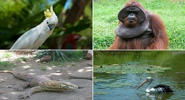  Bali Zoo Park Tour
