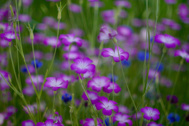 EOS20D ニッコールSオート50mmf1.4