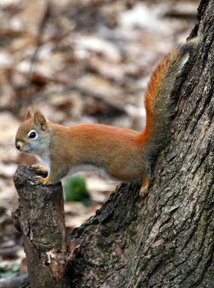 Dan Tallman’s Bird Blog: Red Squirrel