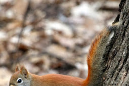 Dan Tallman’s Bird Blog: Red Squirrel