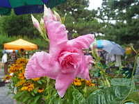 風車と見間違えた、花植木屋さんで・・・。