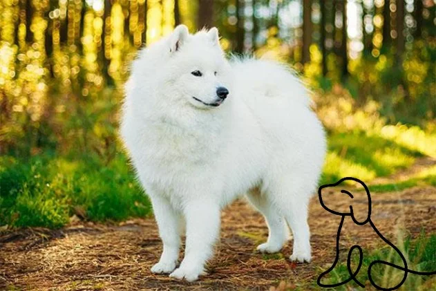 هو كلب أبيض لطيف للغاية ومحبوب. إنهم رائعين ويمكنهم تكوين صداقات مع أي شخص.