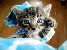 funny animals of the week, cute baby kitten