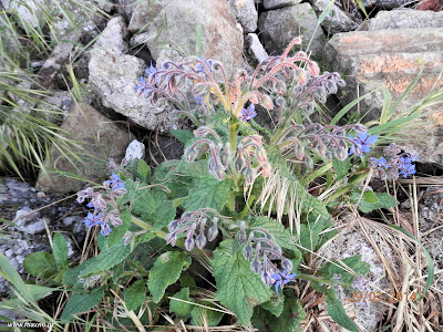 Μπόραγκο-Borago officinalis