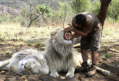 Foto de leones con humano