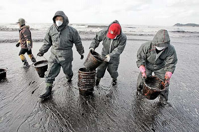 Oil Ship Accident, South Korea Effect on Birds 2008