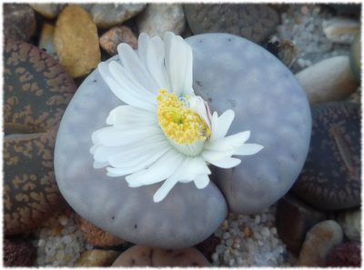 lithops